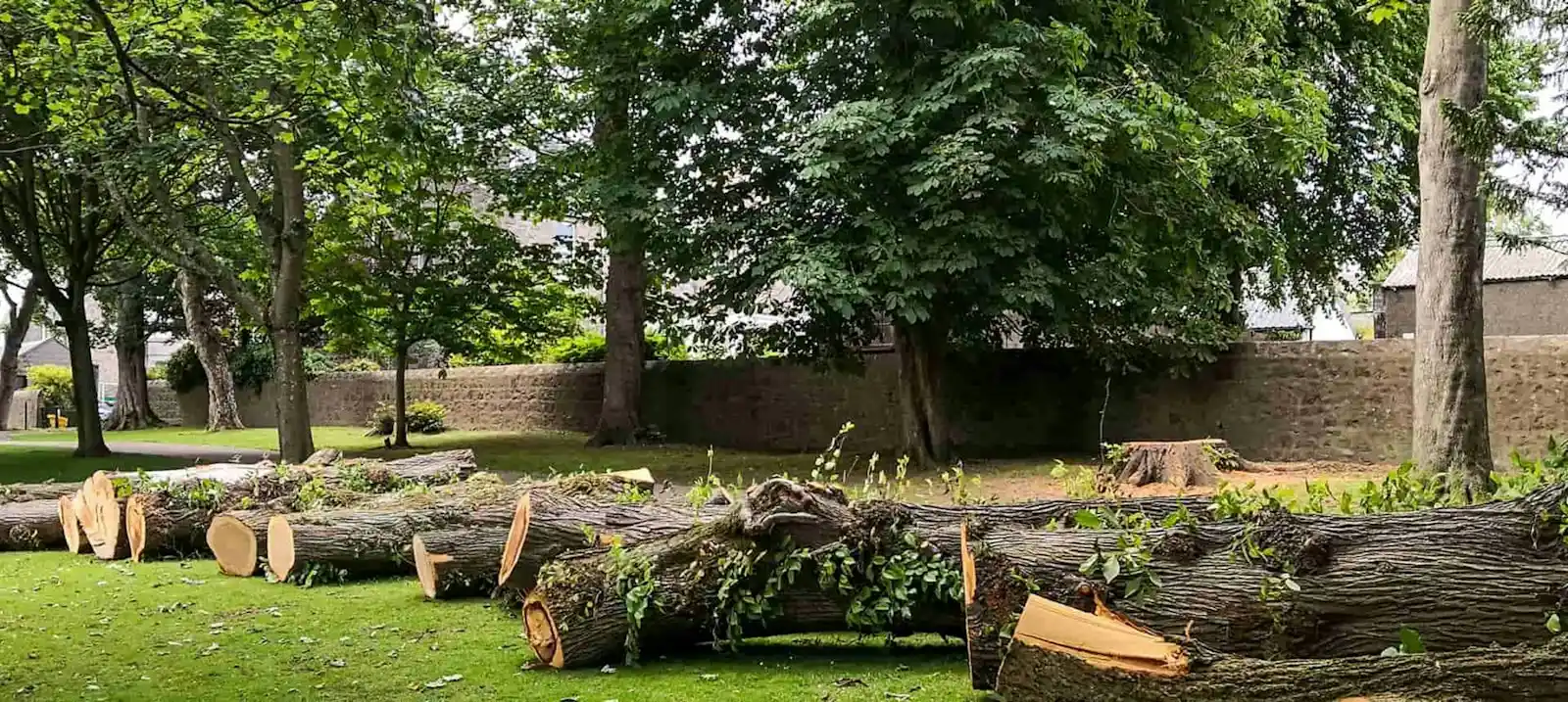 Cut logs and brush from a tree removal job priced in Ontario, CA