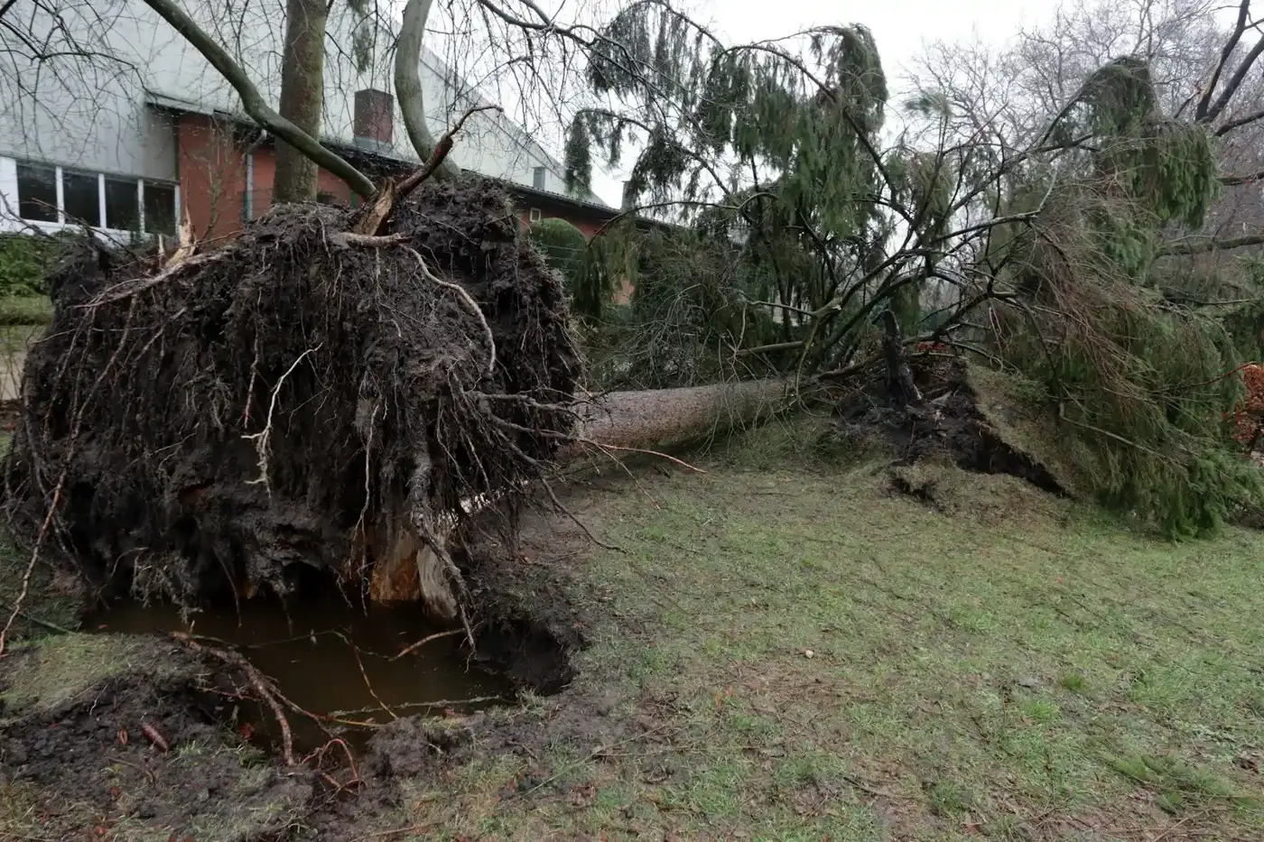 Fallen tree across a yard after a wind storm in Ontario, CA