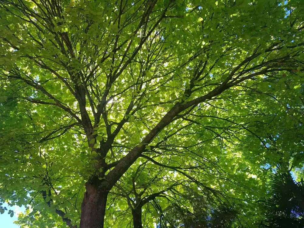 Shade trees over a home awaiting a tree service estimate in Ontario, CA