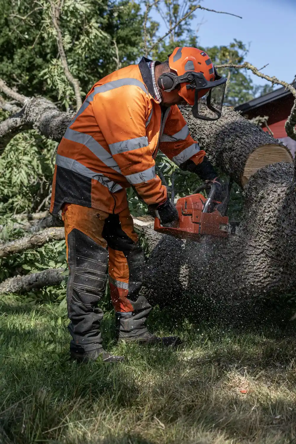 Tall tree being taken down in sections, illustrating tree removal cost in Ontario, CA