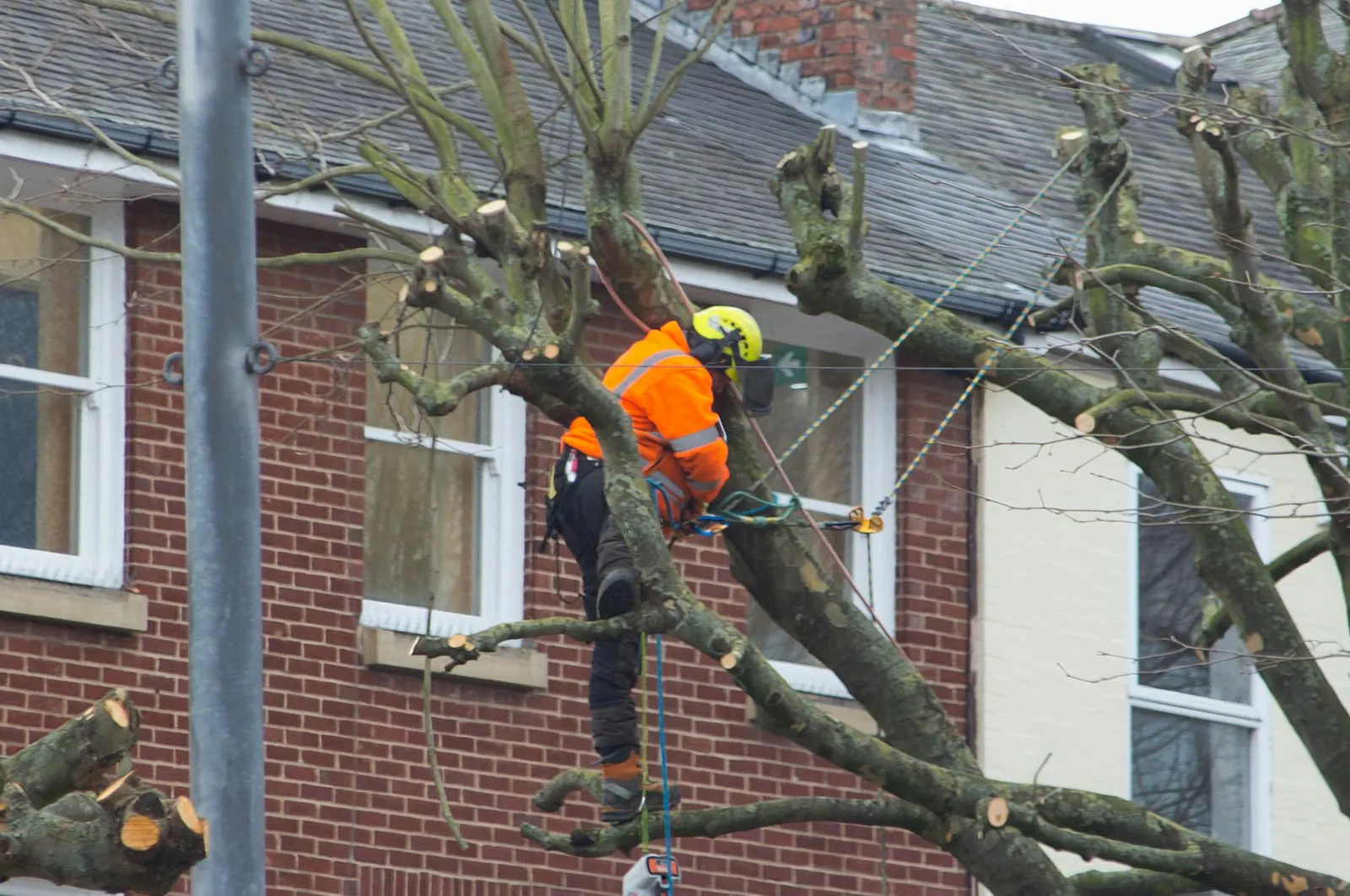 Tree crew at work with ropes and saws, the hands-on tree care behind our Ontario, CA service