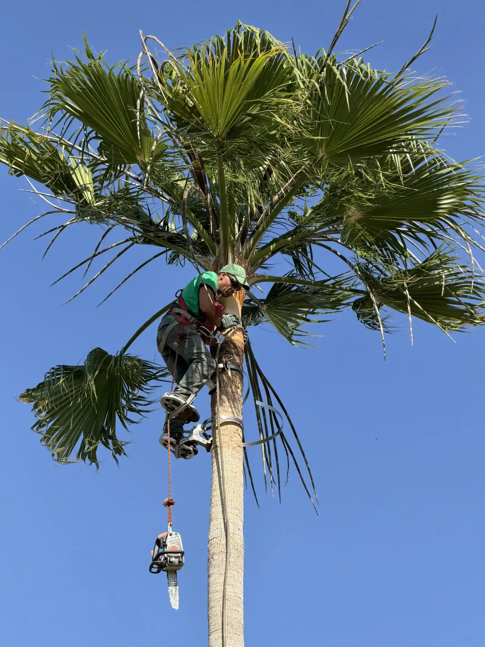 Dead palm fronds being removed from a tall palm in Rialto, CA
