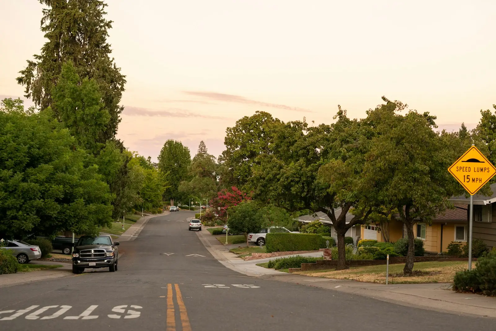 City parkway tree beside a sidewalk in Ontario, CA