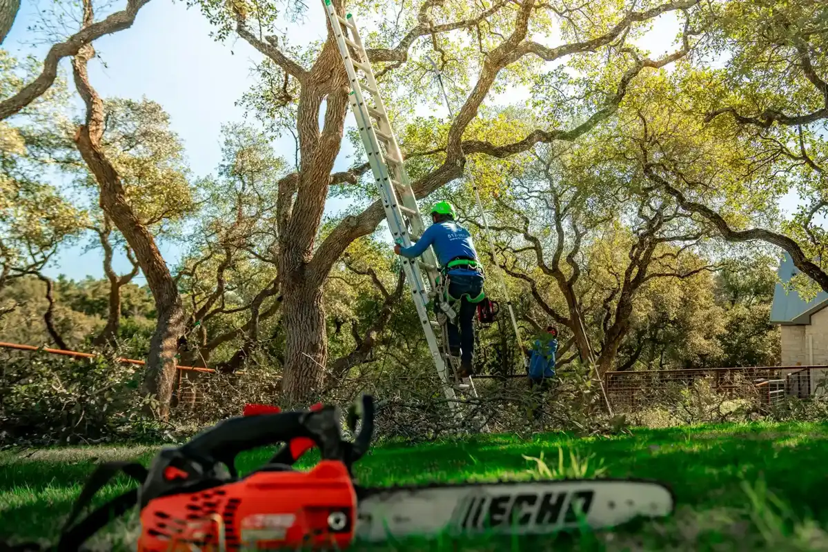 Tree limbs raised above shrubs to remove ladder fuel near Ontario, CA