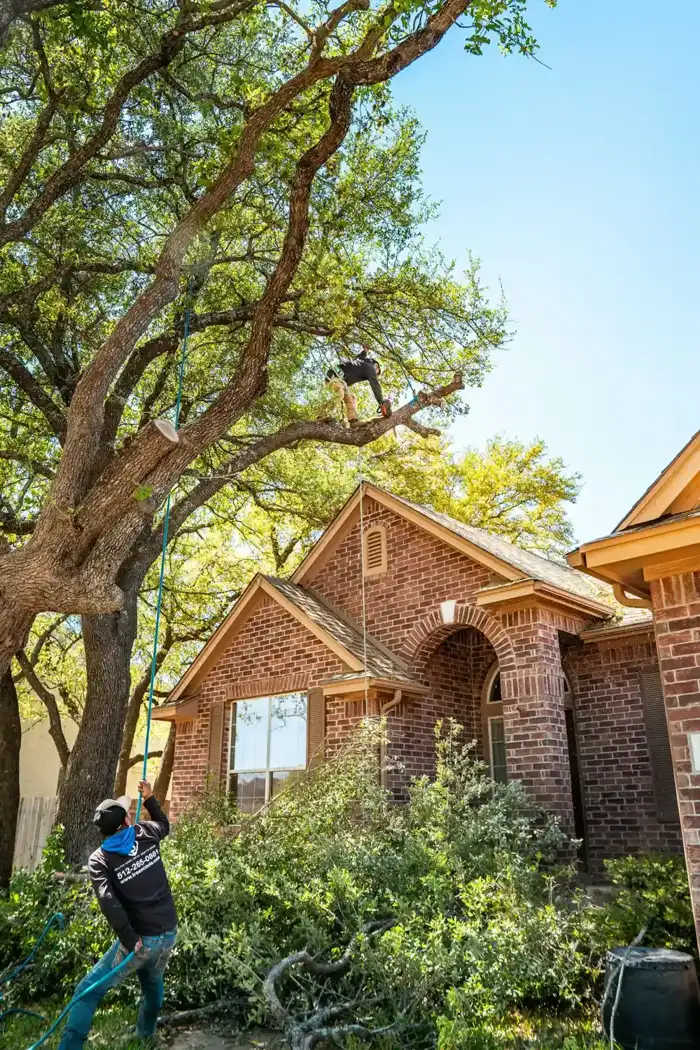 Defensible Space Tree Work work for Ontario, CA homeowners