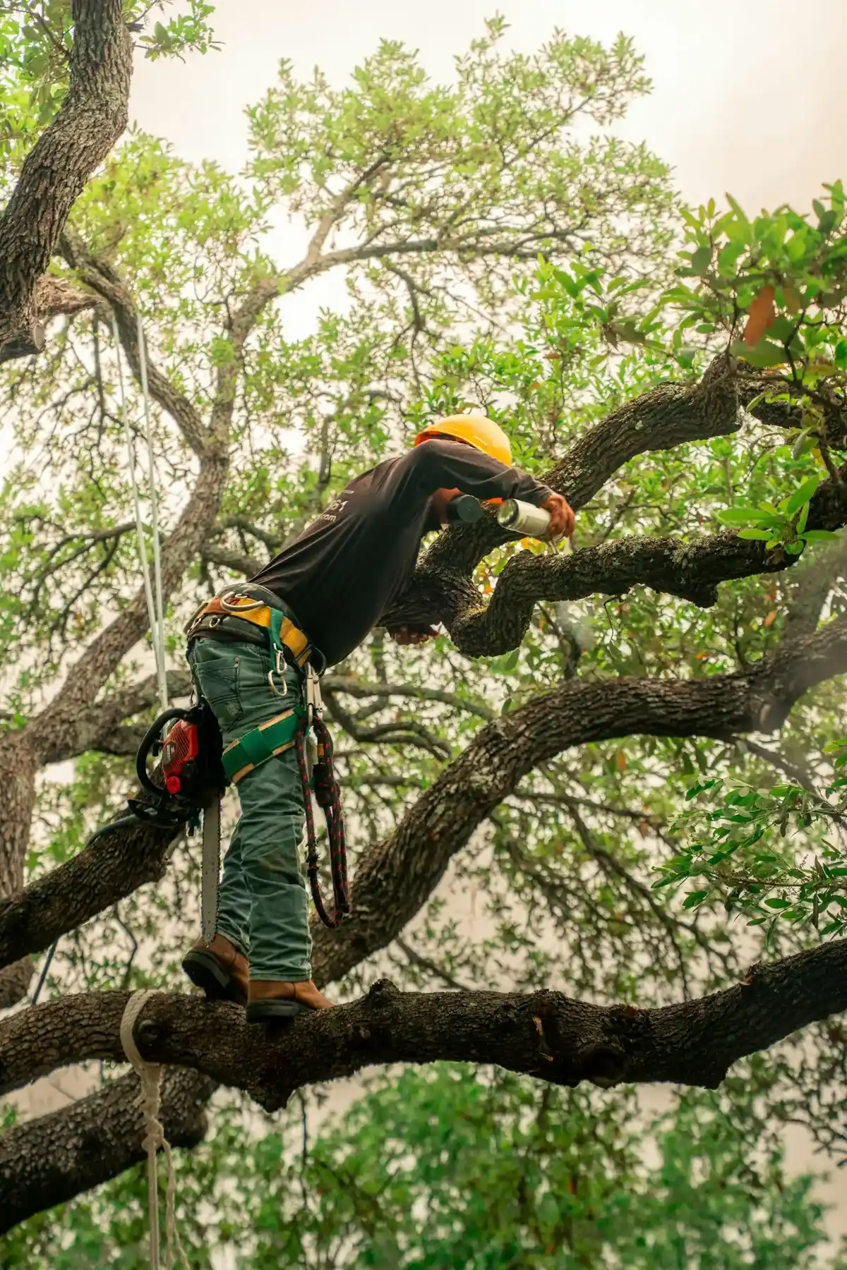 Arborist pruning branches high in a tree canopy in Ontario, CA