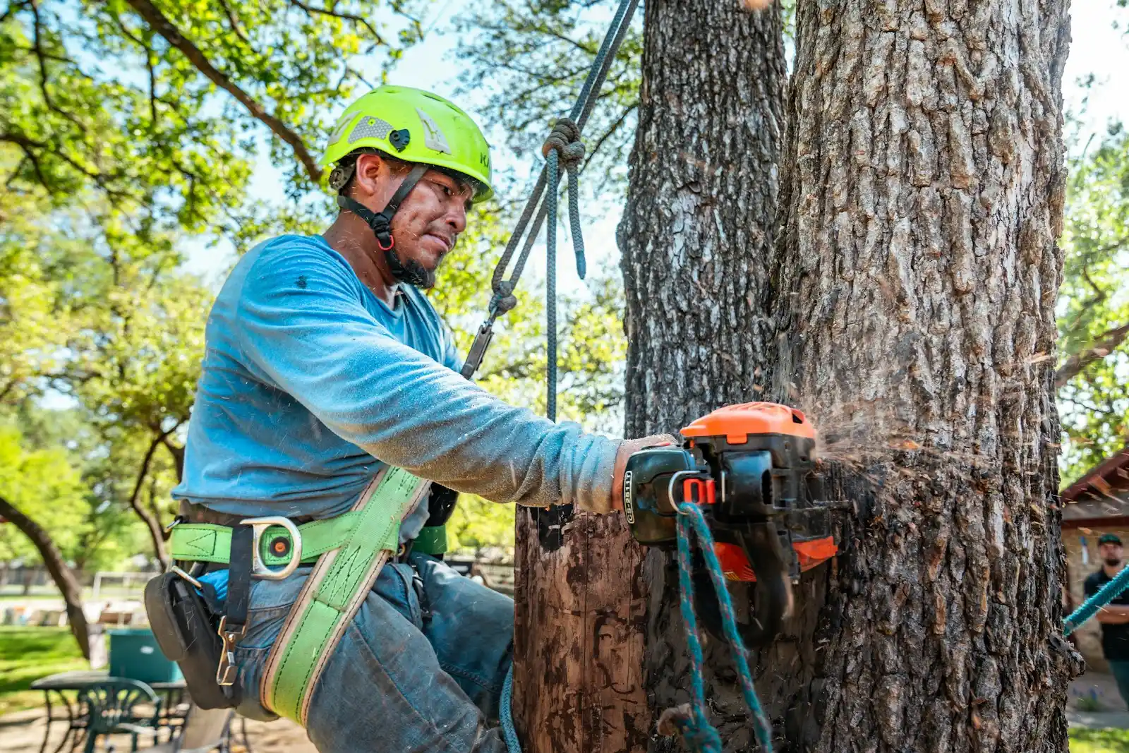 Large tree being cut down in sections beside a house in Ontario, CA