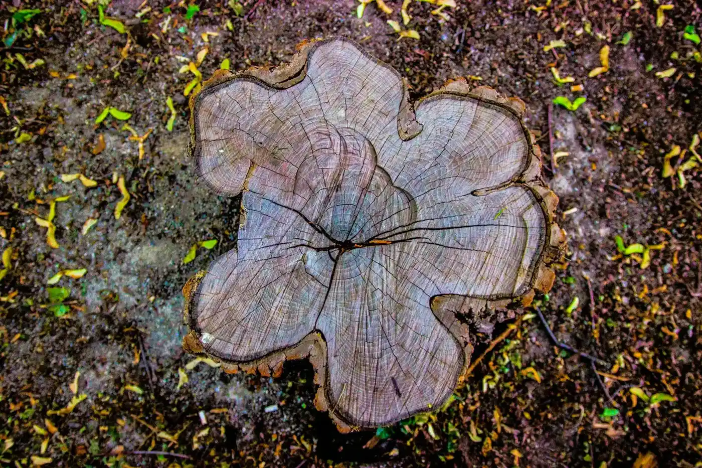Old tree stump in a lawn waiting for stump grinding in Ontario, CA
