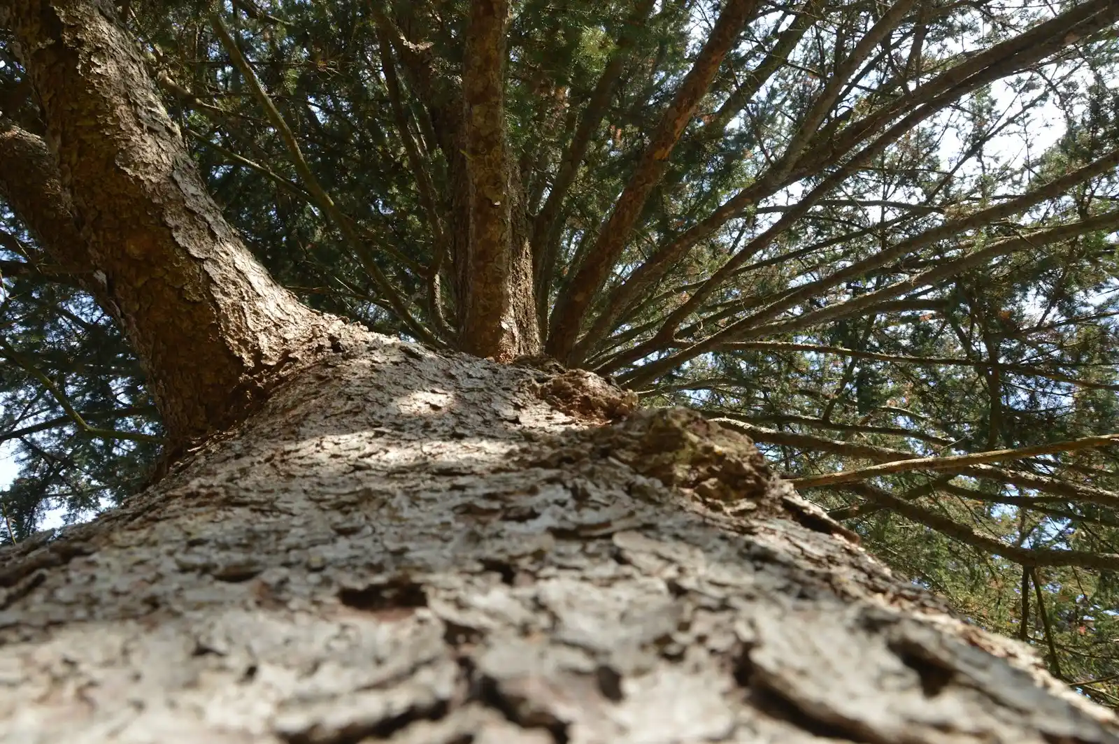 Large shade tree in a front yard, illustrating tree care tips for Ontario, CA