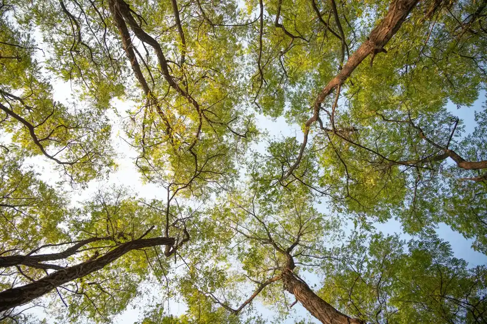 Tree canopy on the terms page of an Ontario, CA tree service website