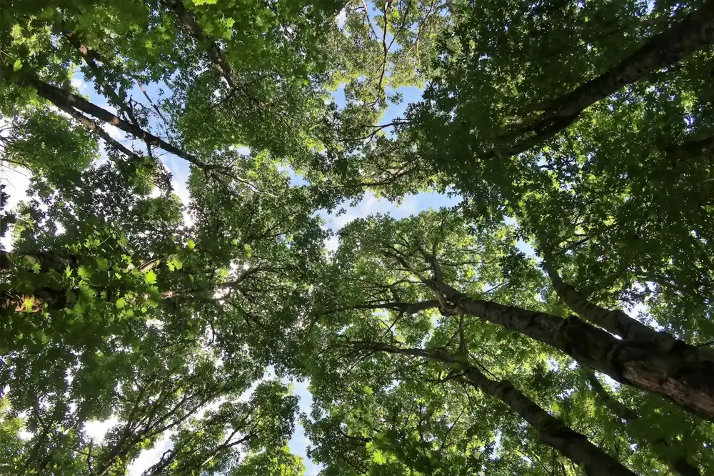 Sunlight through a thinned tree canopy above a yard in Ontario, CA