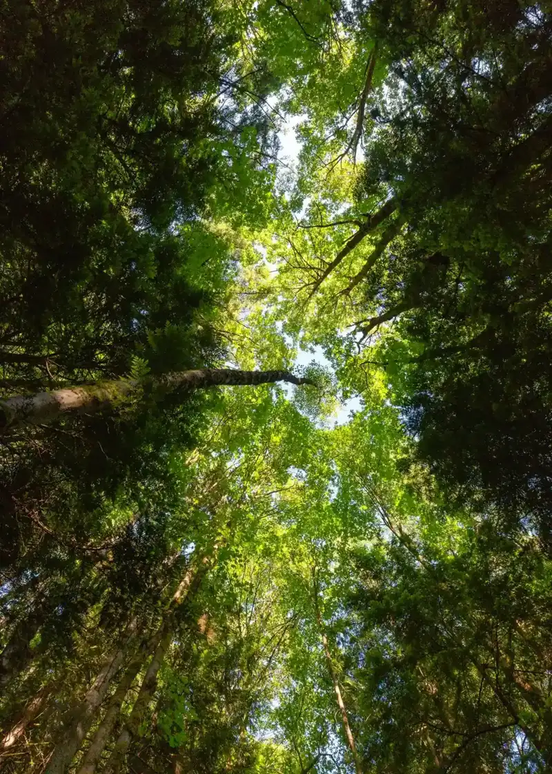 Tree branches against the sky on the privacy page of an Ontario, CA tree service site