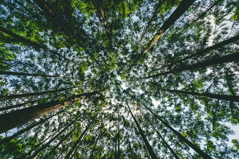 Dense tree canopy over a residential street in Claremont, CA