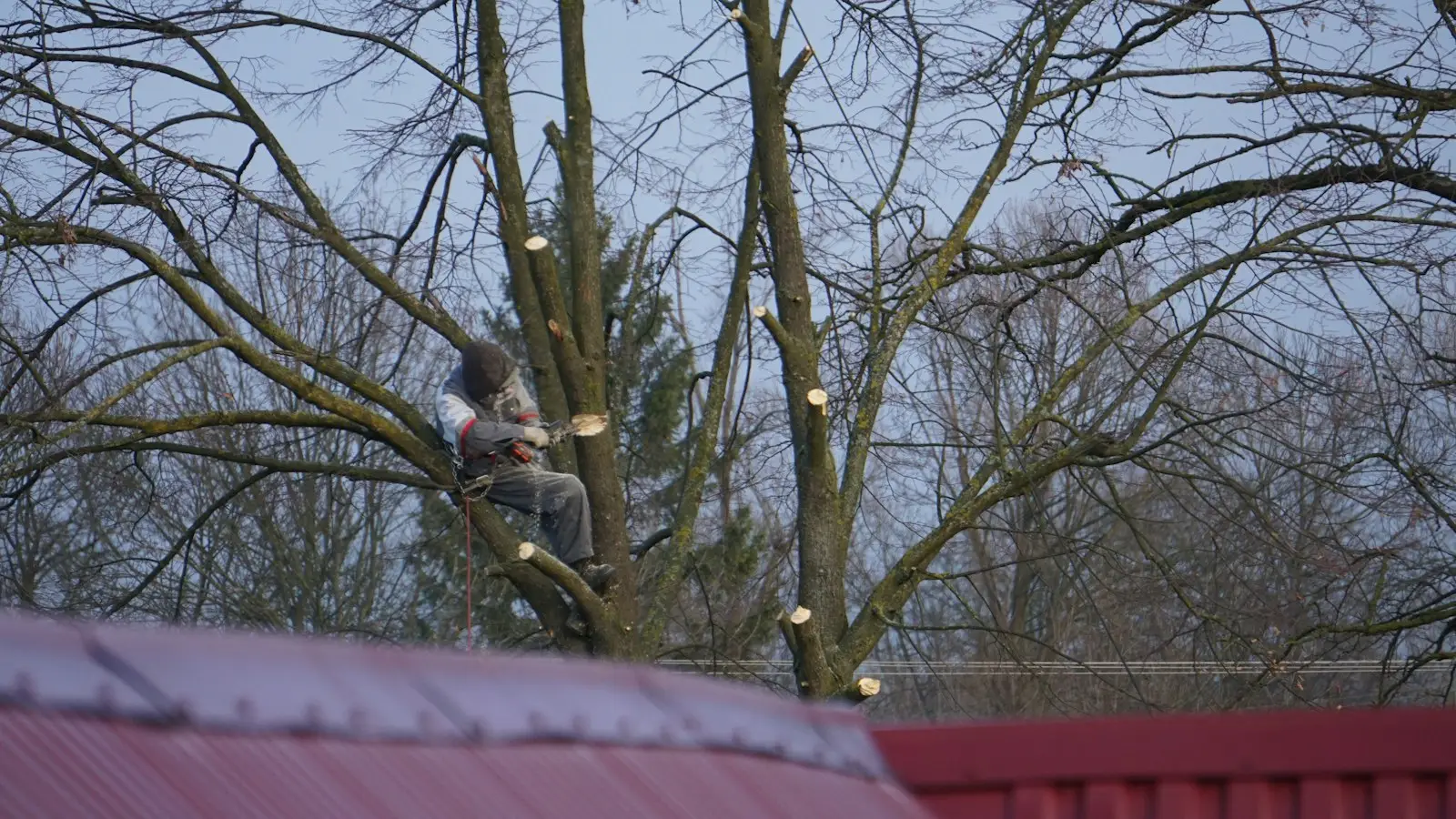 Tree trimming crew cutting back limbs over a roof in Montclair, CA