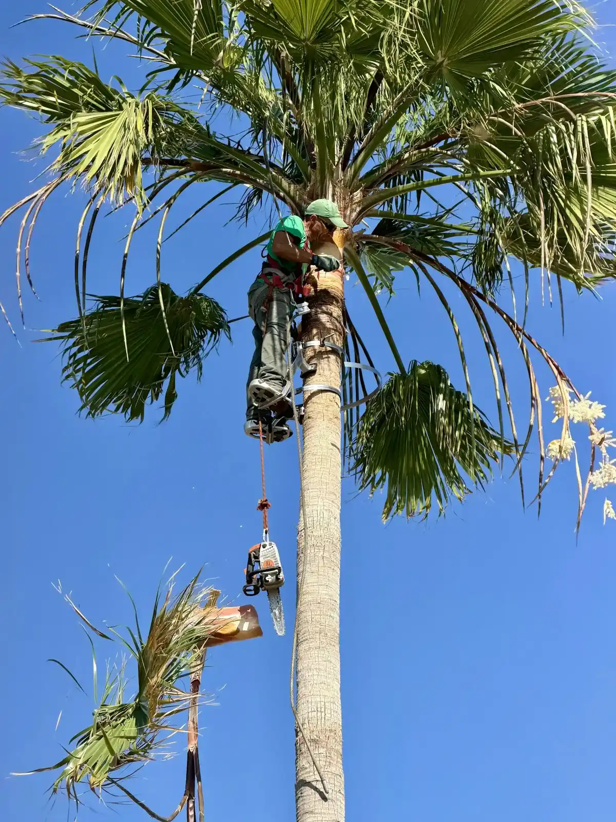 Freshly trimmed date palm crown in an Ontario, CA yard