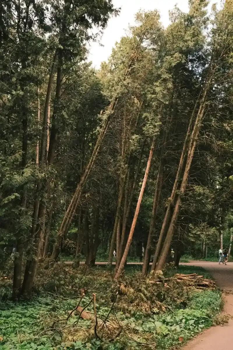 Trees swaying in strong Santa Ana winds over homes in Ontario, CA