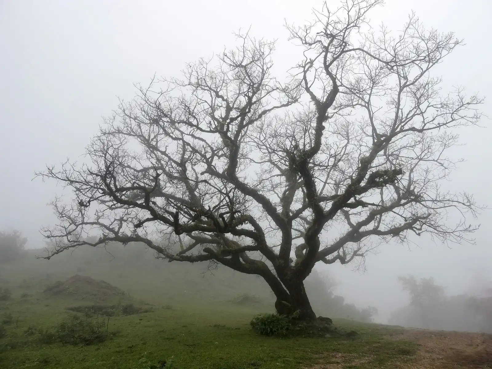 Tree Health Assessment work for Ontario, CA homeowners